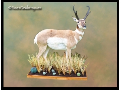 Lifesize_antelope